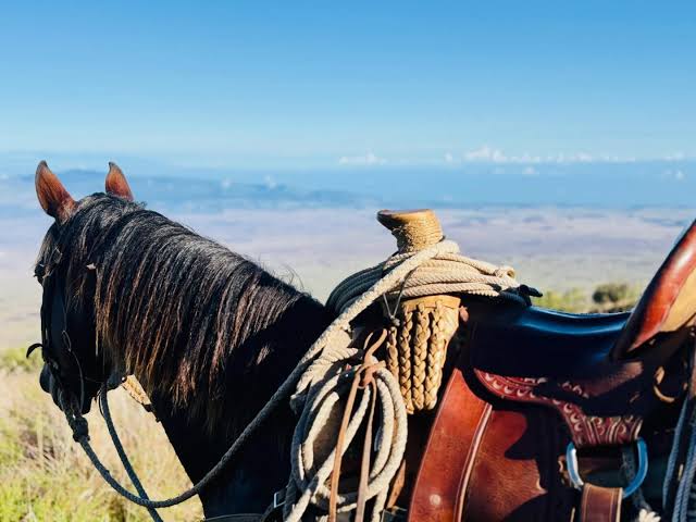 A saddled horse with a coiled rope overlooking the ocean from high ground