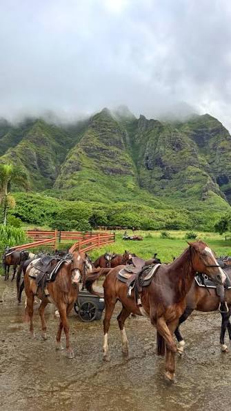 A line of saddled horses walking along a muddy trail beneath misty cliffs