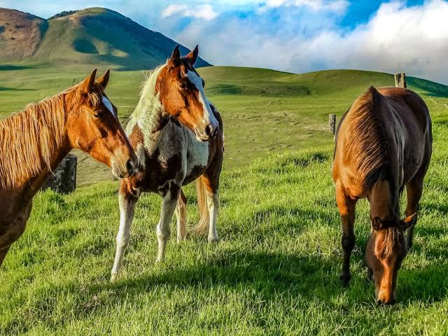 Three horses grazing on a green hillside pasture beneath rolling mountains